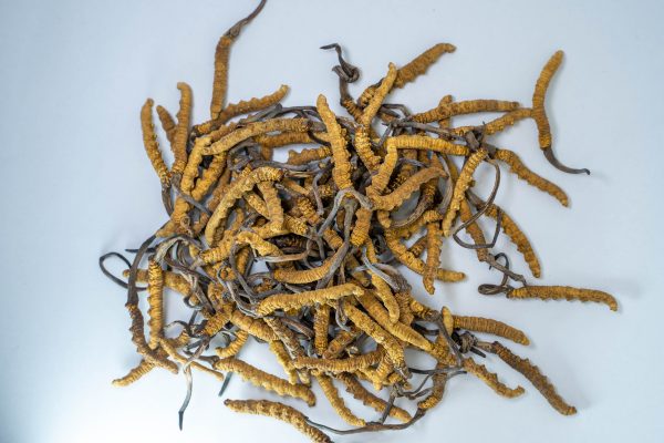 Raw Cordyceps