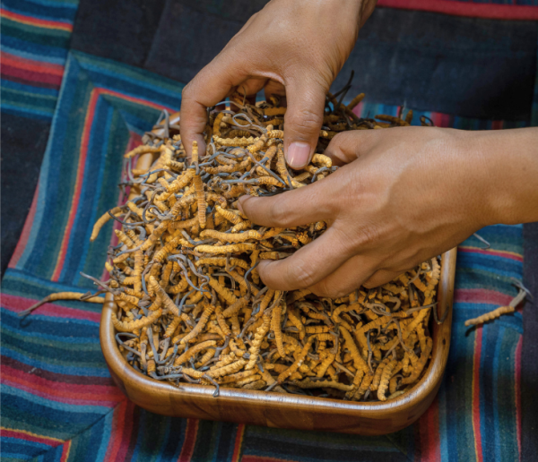 Raw Cordyceps - Image 3