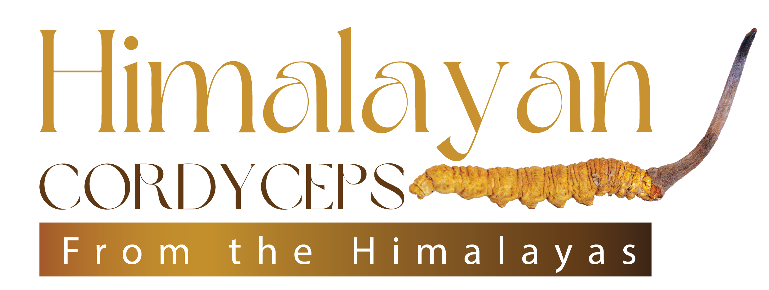 Himalayan Cordyceps