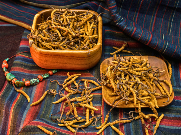 Raw Cordyceps - Image 2