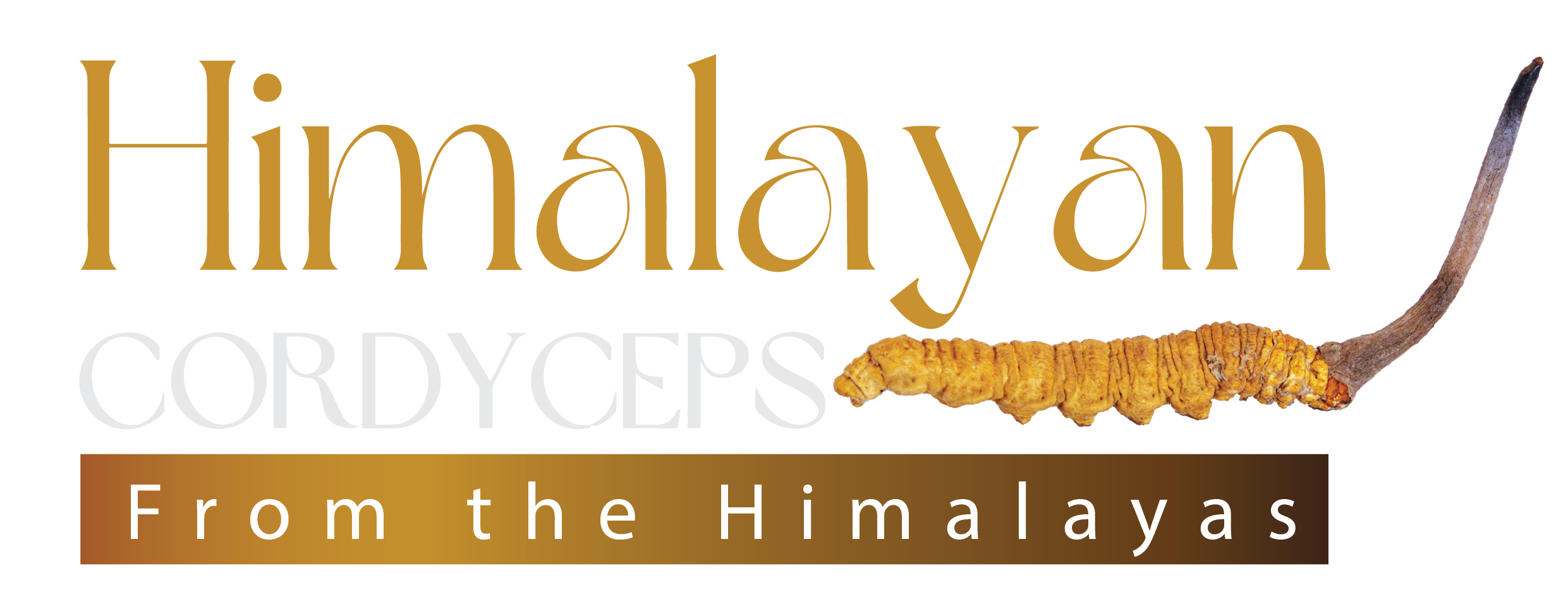 Himalayan Cordyceps